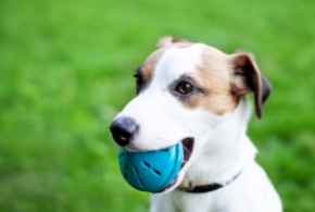 Picture for category Dog toys under $15